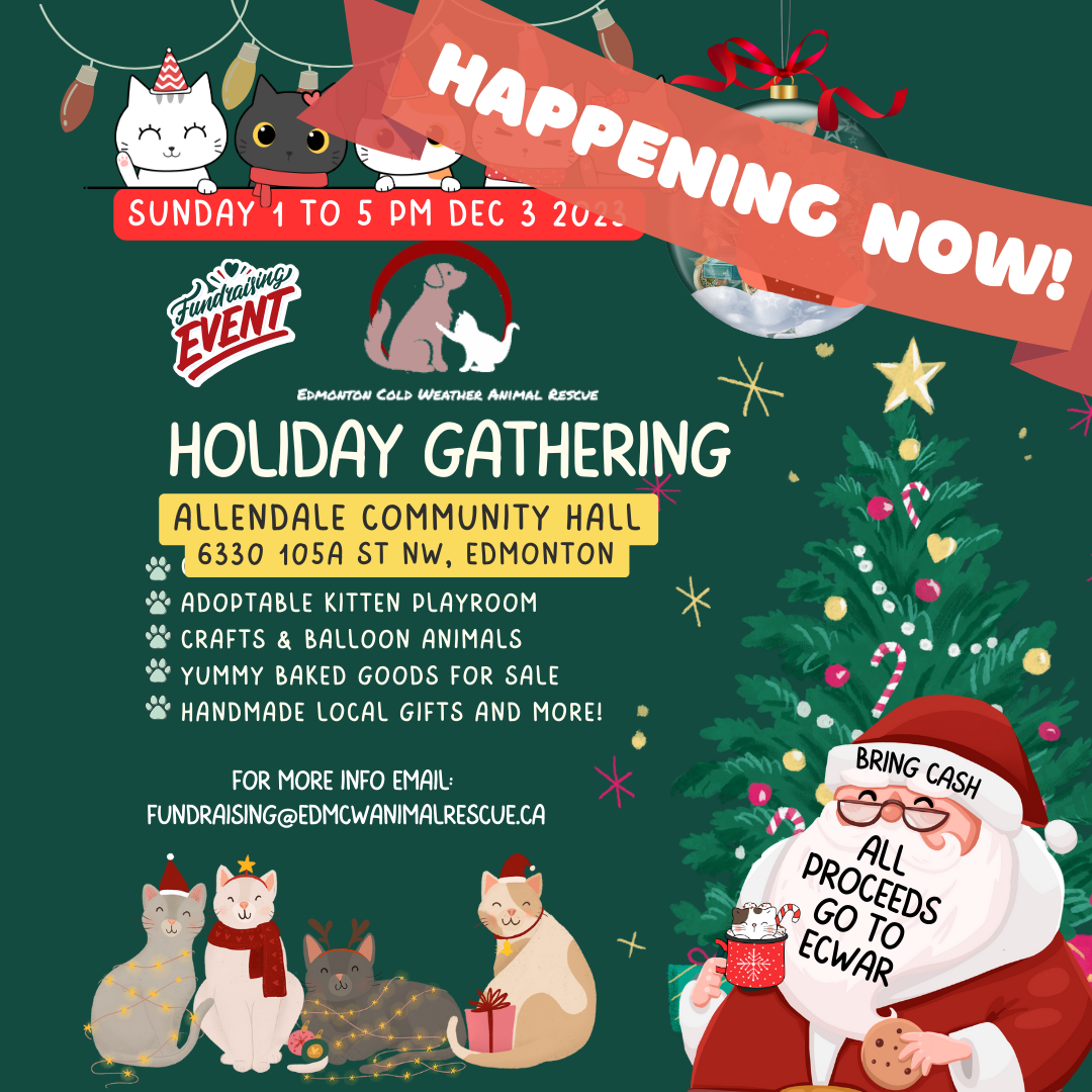 Edmonton Cold Weather Animal Rescue Christmas market and cat shelter building event